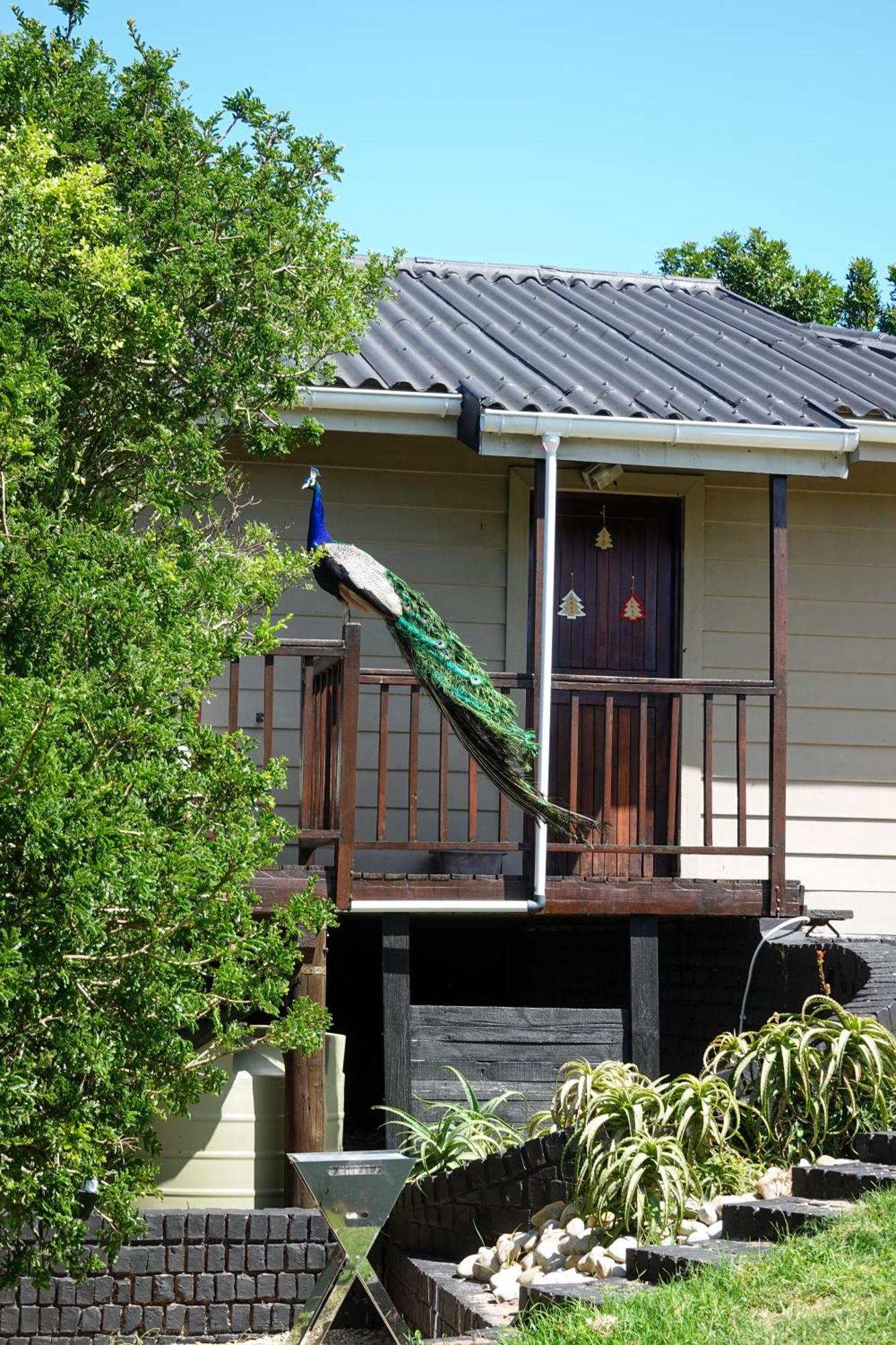 Soutelande Country Stay - Close To 1#Beach In Pe Port Elizabeth Zewnętrze zdjęcie
