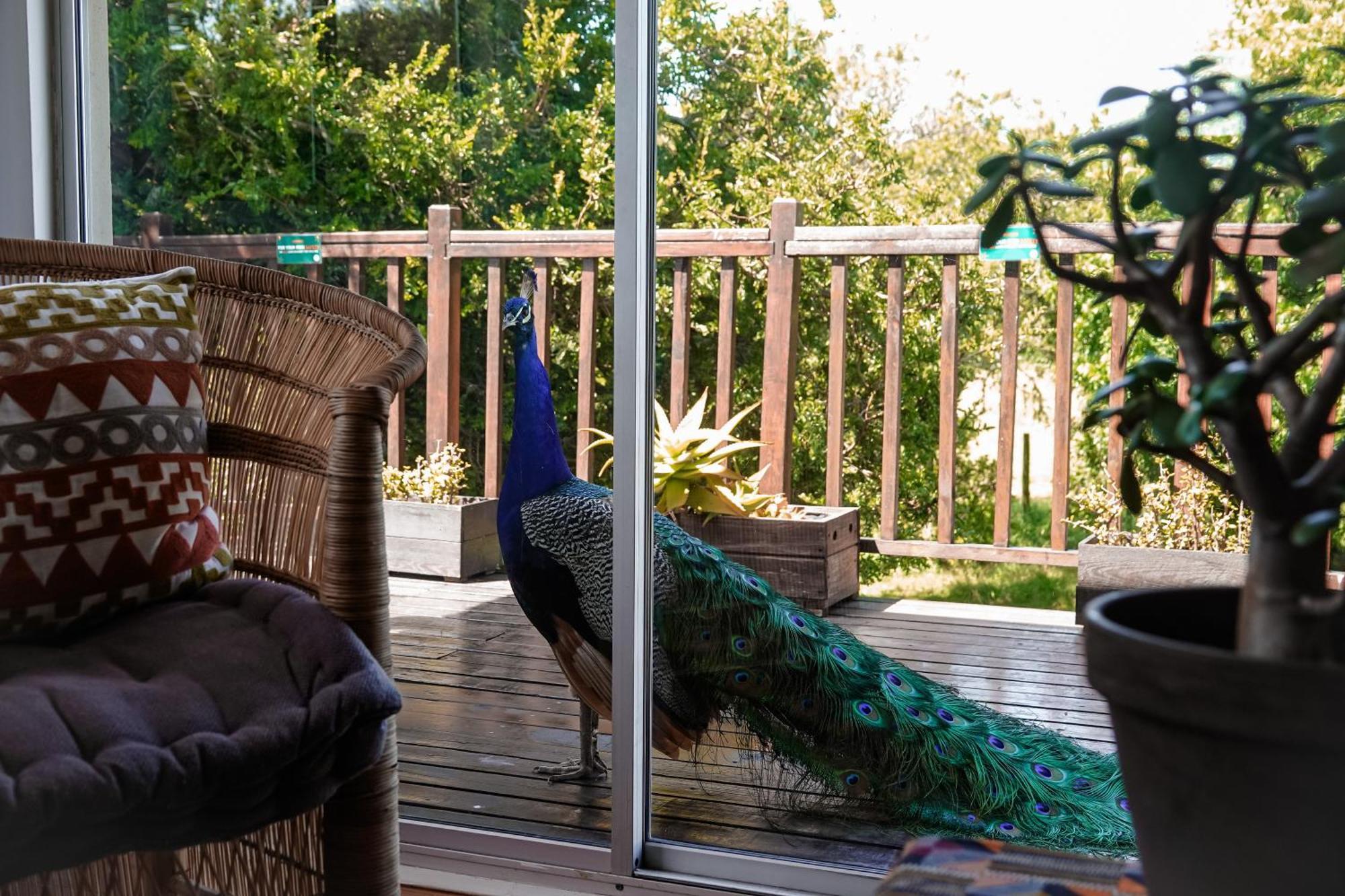 Soutelande Country Stay - Close To 1#Beach In Pe Port Elizabeth Zewnętrze zdjęcie